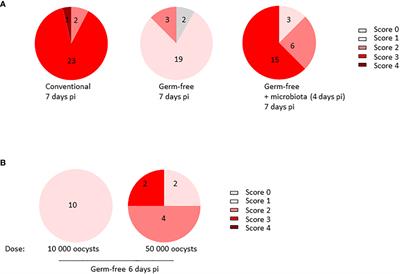 The caecal microbiota promotes the acute inflammatory response and the loss of the intestinal barrier integrity during severe Eimeria tenella infection